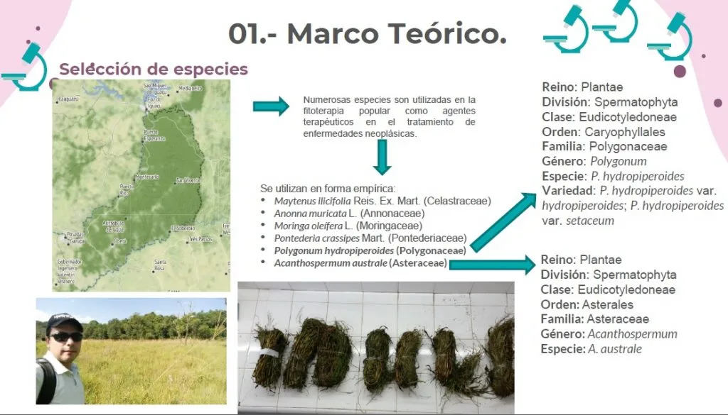 Pesquisa sobre Tapecue (Acanthospermum australe) na Argentina.