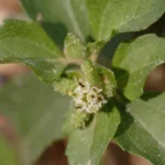 Tapecue para problemas de pele.