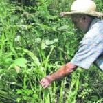 carqueja para que serve