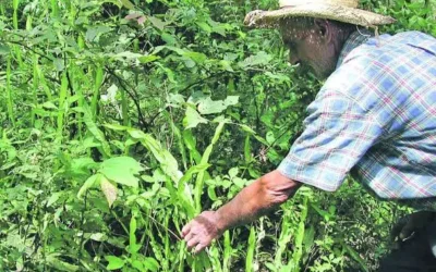 Carqueja: tudo o que você precisa saber