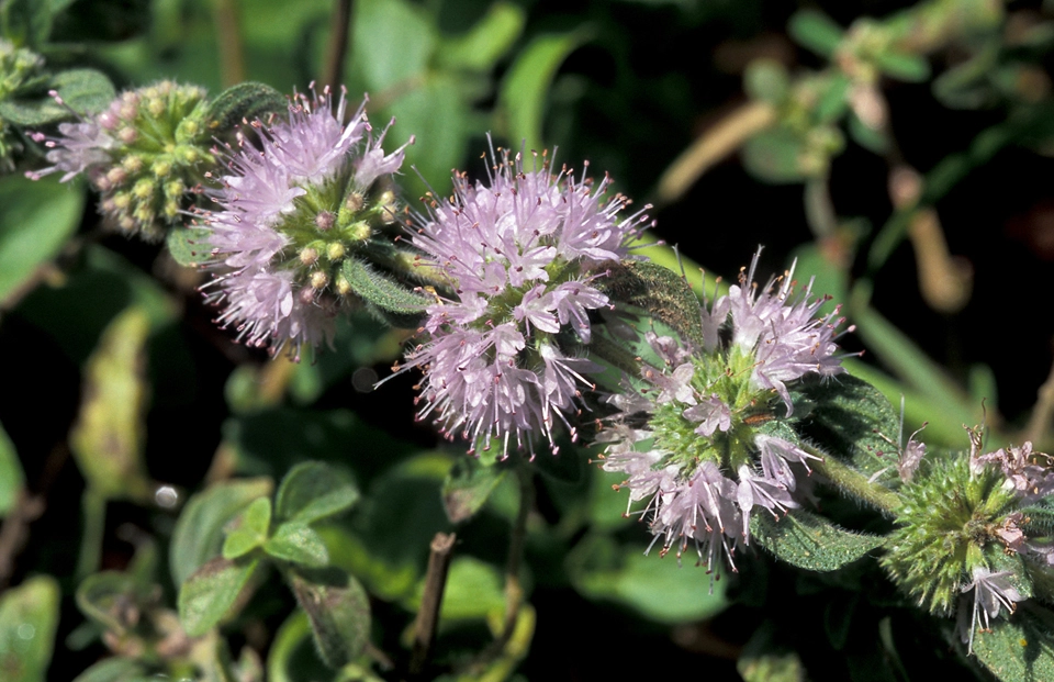 Mentha-Pulegium-L.-Poejo