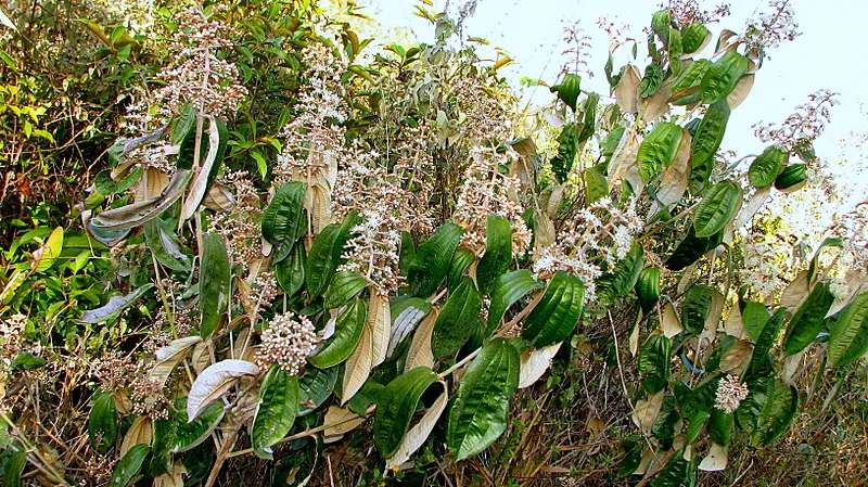 Descubra como a canela-de-velho pode aliviar dores articulares e auxiliar na saúde digestiva com suas propriedades antioxidantes e anti-inflamatórias.