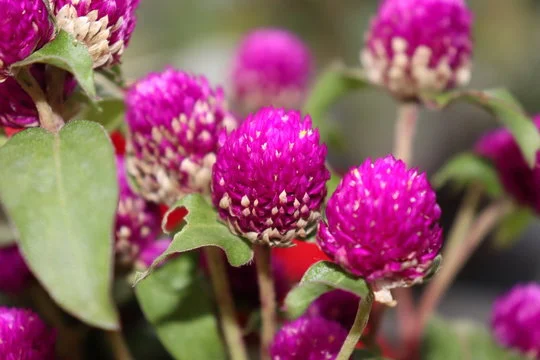 Sempre-viva (Gomphrena perennis L.)