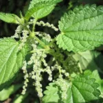 Urtica dioica urtiga