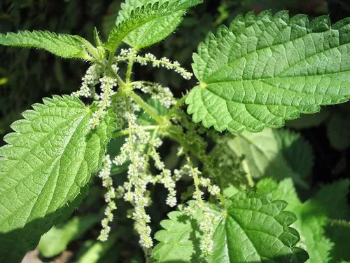 Urtica dioica urtiga