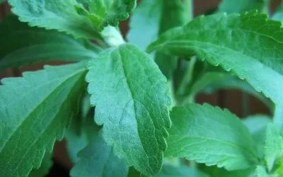 Stevia