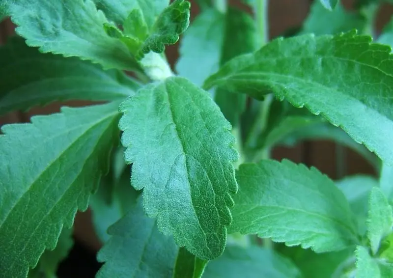 stevia