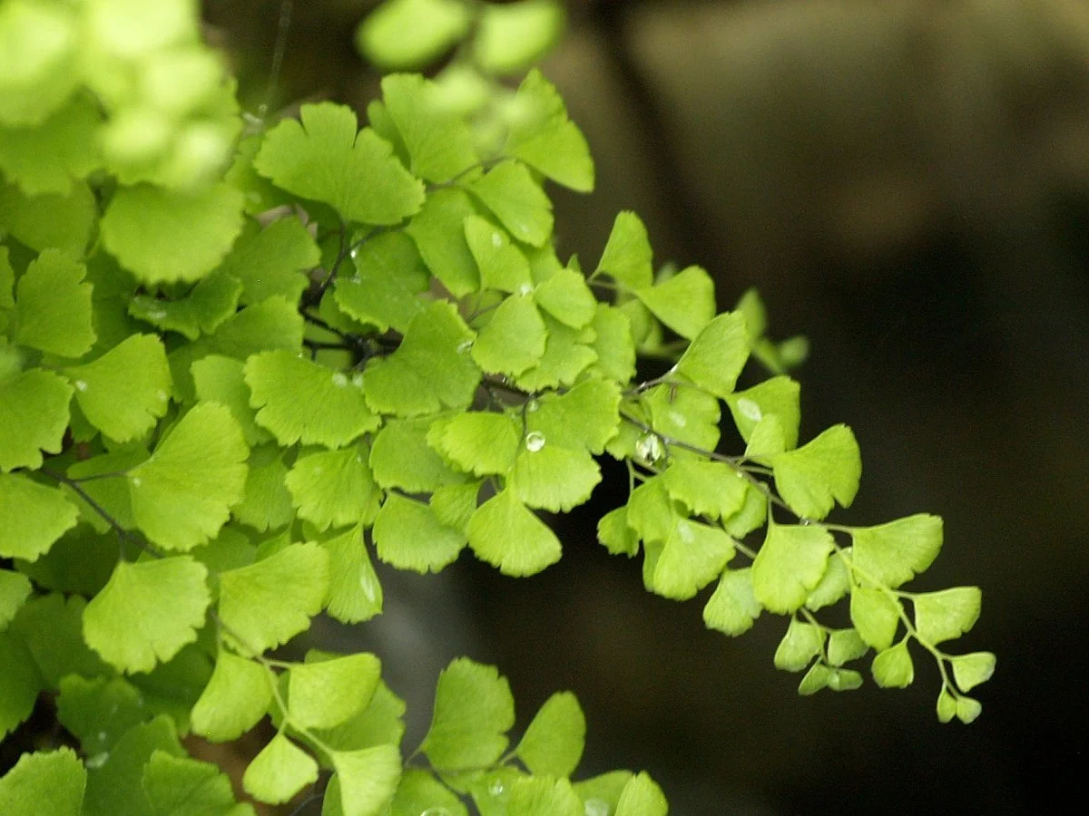 Adiantum capillus-veneris