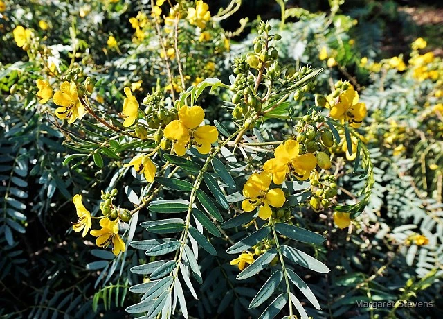 Descubra como o sene, uma planta com fortes propriedades laxativas, pode ajudar a tratar constipação e outros problemas de saúde de forma natural.